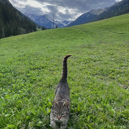 Alpstuga Detox Almhaus *