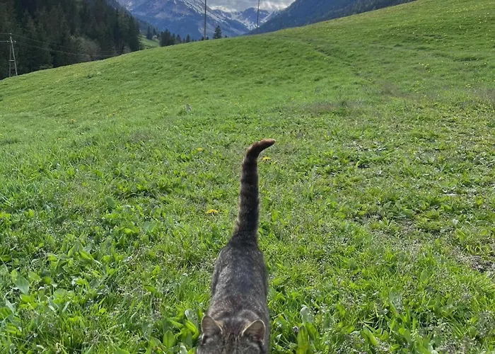 Chalé Detox Almhaus *